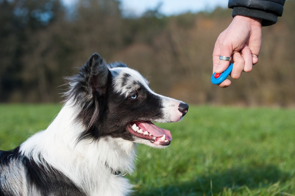 dog clicker training