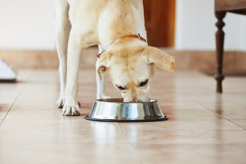 labarador dog eating