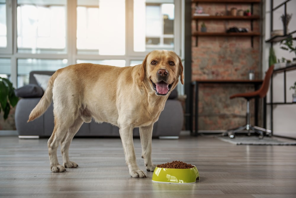 larador dog near food bowl
