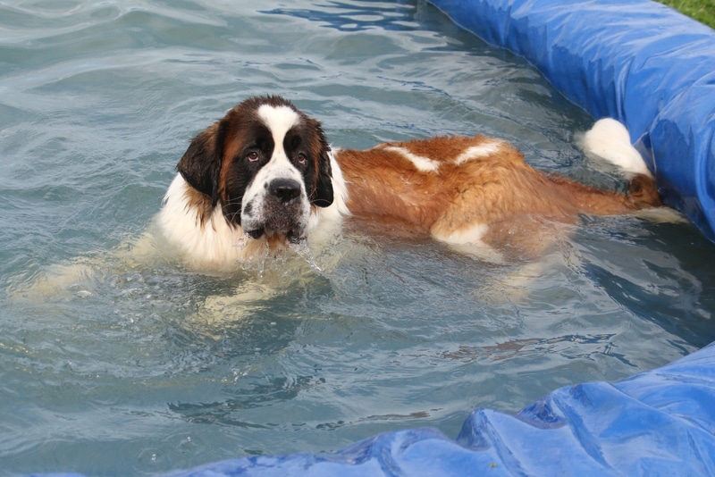 saint bernard dog taking a bath in the pool