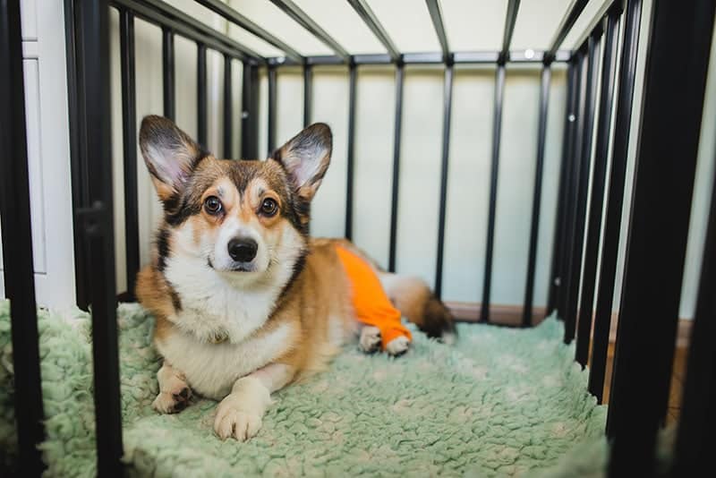 welsh corgi pembroke dog in a cage after a surgery
