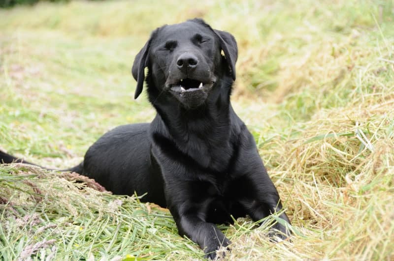 black dog sneezes while lying on grass