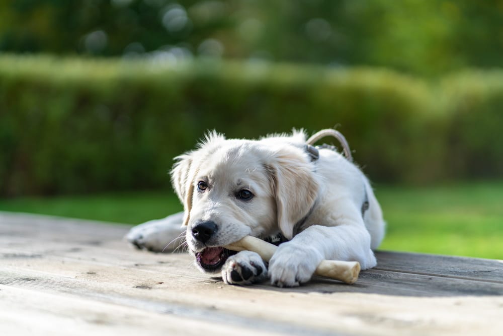 dog eating bone