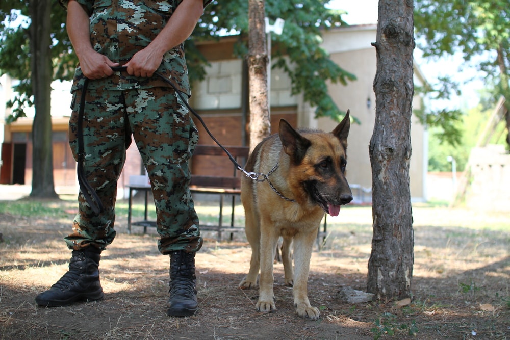 military dog