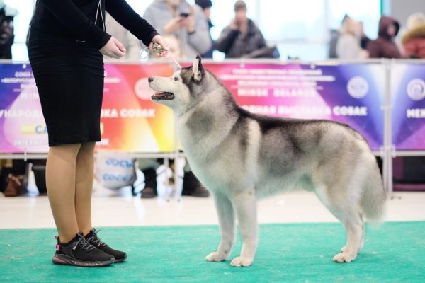 siberian husky dog with his handler