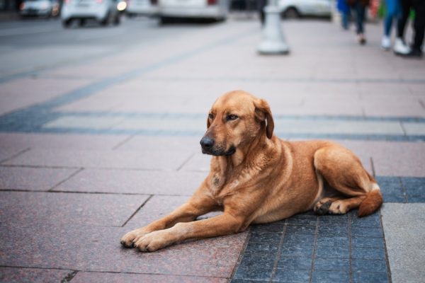 stray dog resting