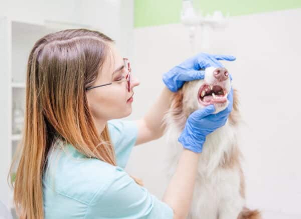vet checking dog mouth