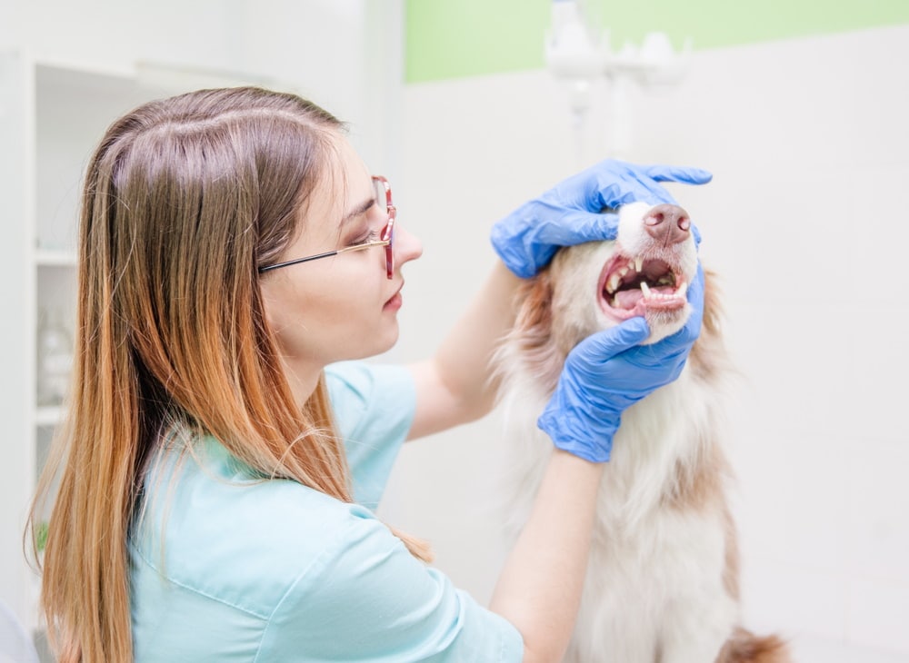 vet checking dog mouth