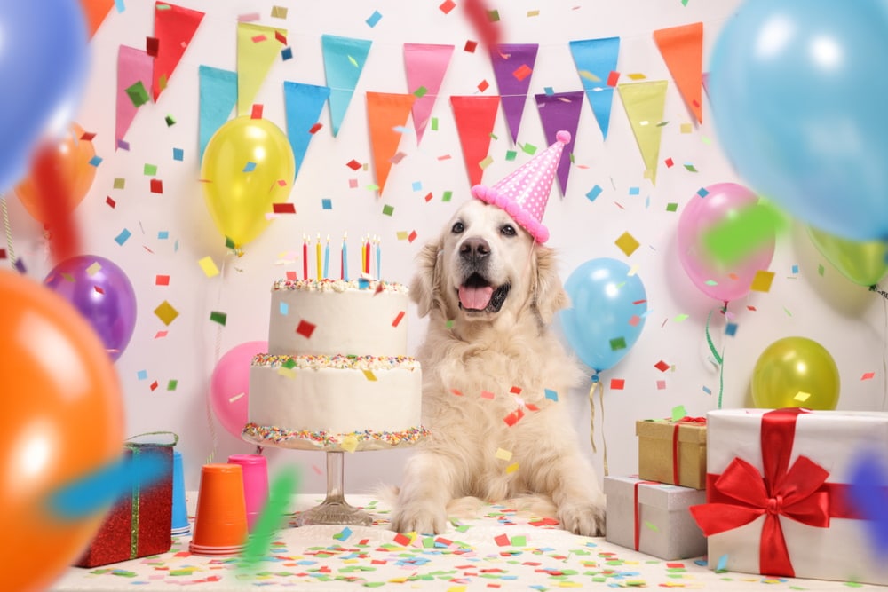 dog birthday party