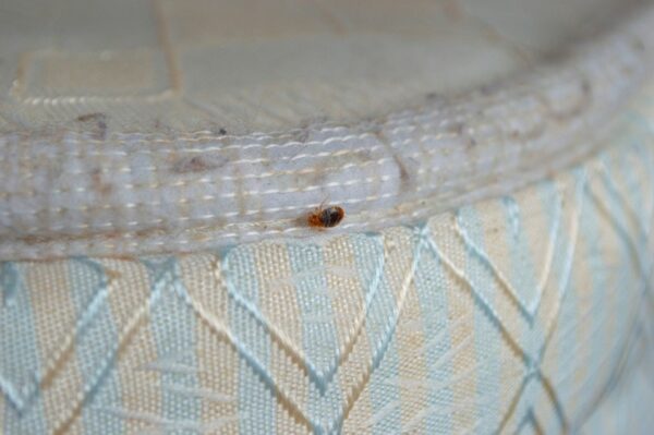 Bedbugs Flea in a Bed