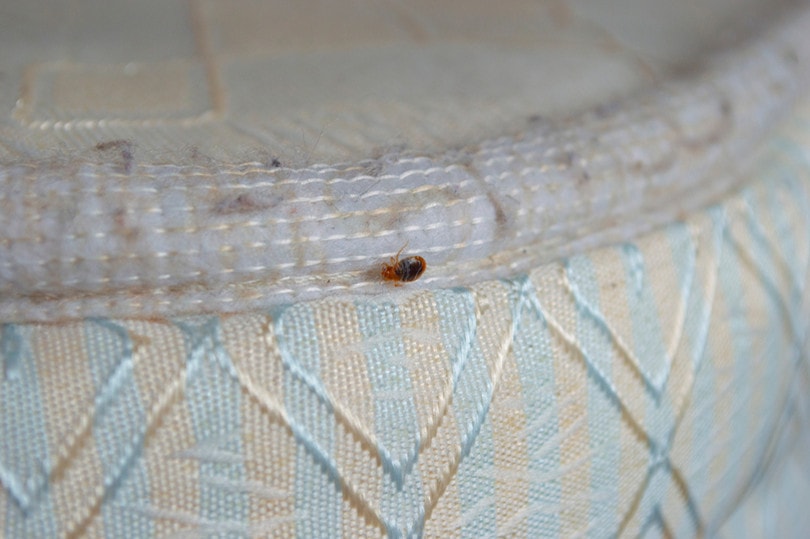 Bedbugs Flea in a Bed