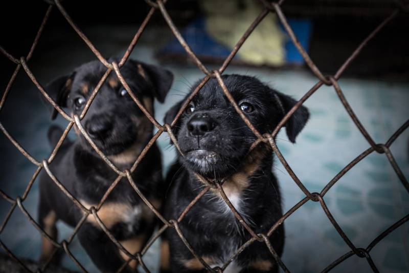 two puppies in a cage puppy mill
