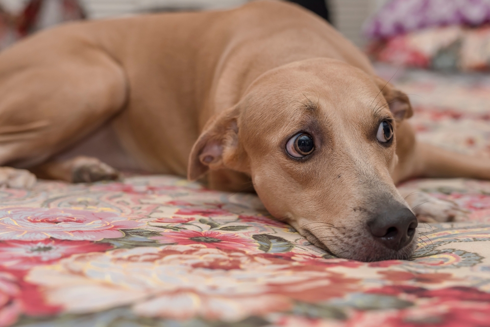Cautious female dog lying in bed