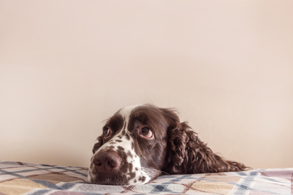 Cute dog resting head on the bed