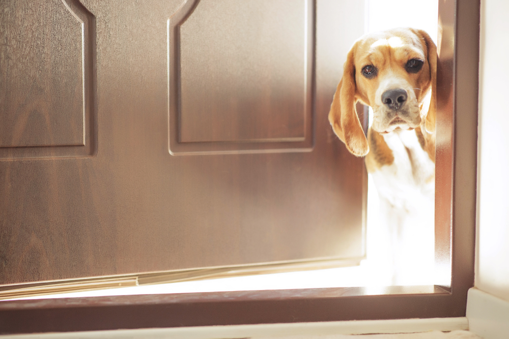 Dog peeking through the door
