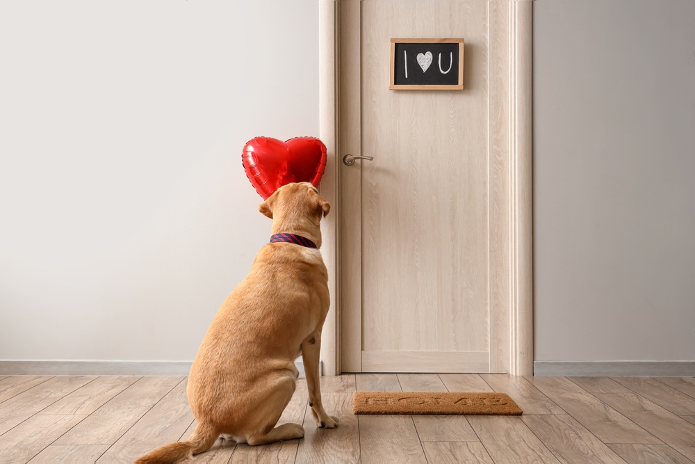Labrador Retriever with heart-shaped balloon waiting at the door