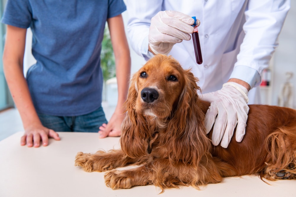 golden retriever having blood test