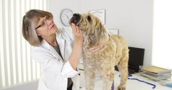 vet checking terrier dog