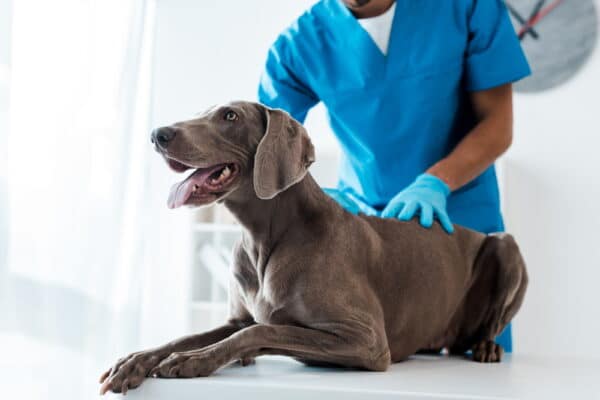 weimaraner dog checked by vet