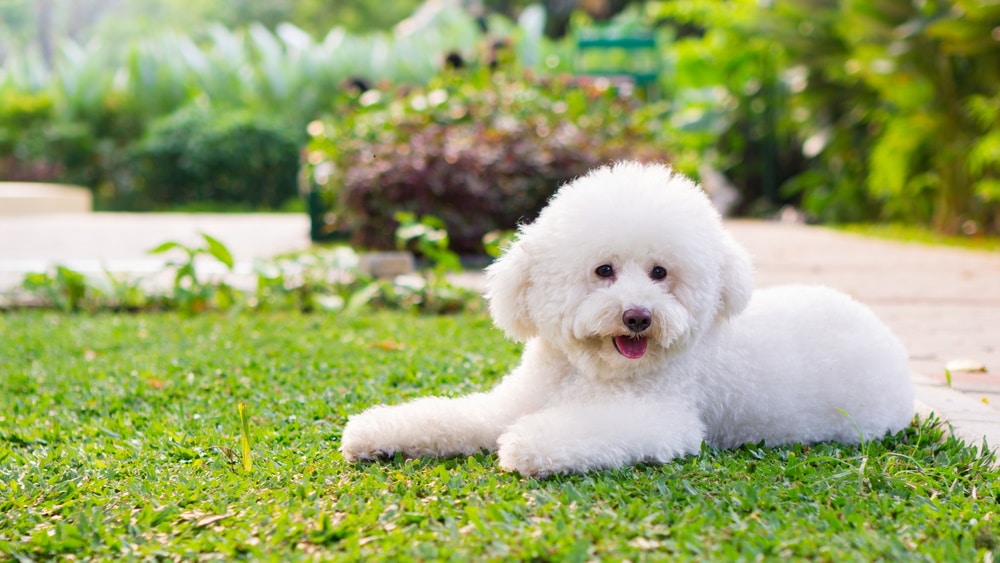 white toy poodle on the grass