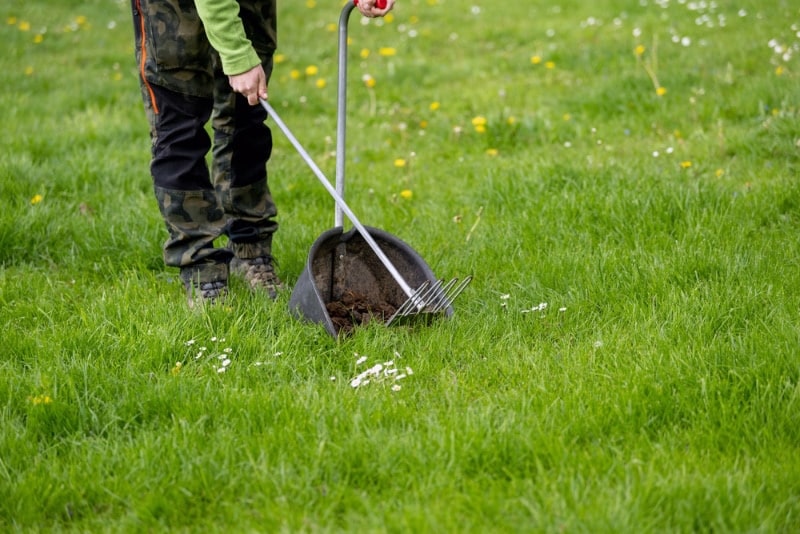 woman removing poop from a meadow