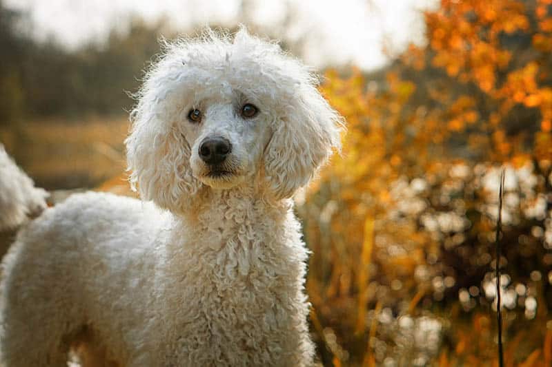 White Poodle dog standing outdoor