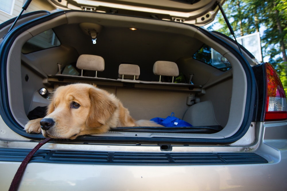 golden retriever dog at car trunk
