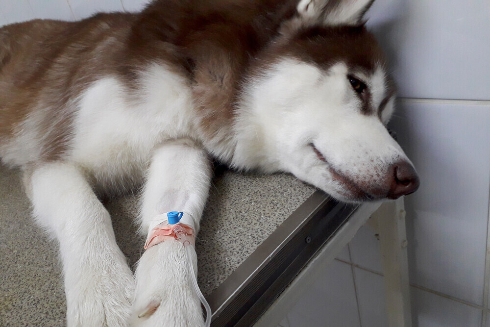 husky getting chemotherapy at the vet