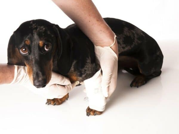 sick dachshund with a bandage on his leg