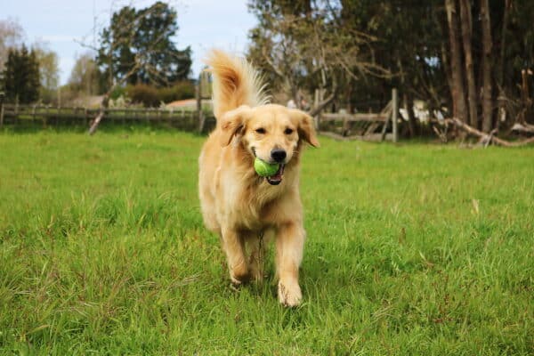 golden retriever chewing tennis ball