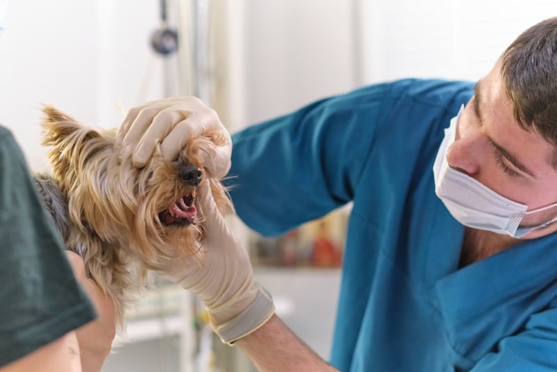 vet examining dog's mouth or teeth