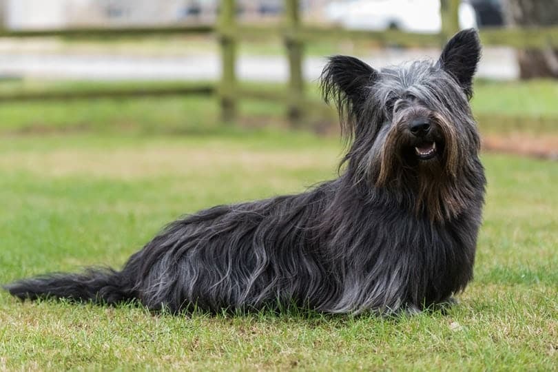 black Skye Terrier sitting on grass