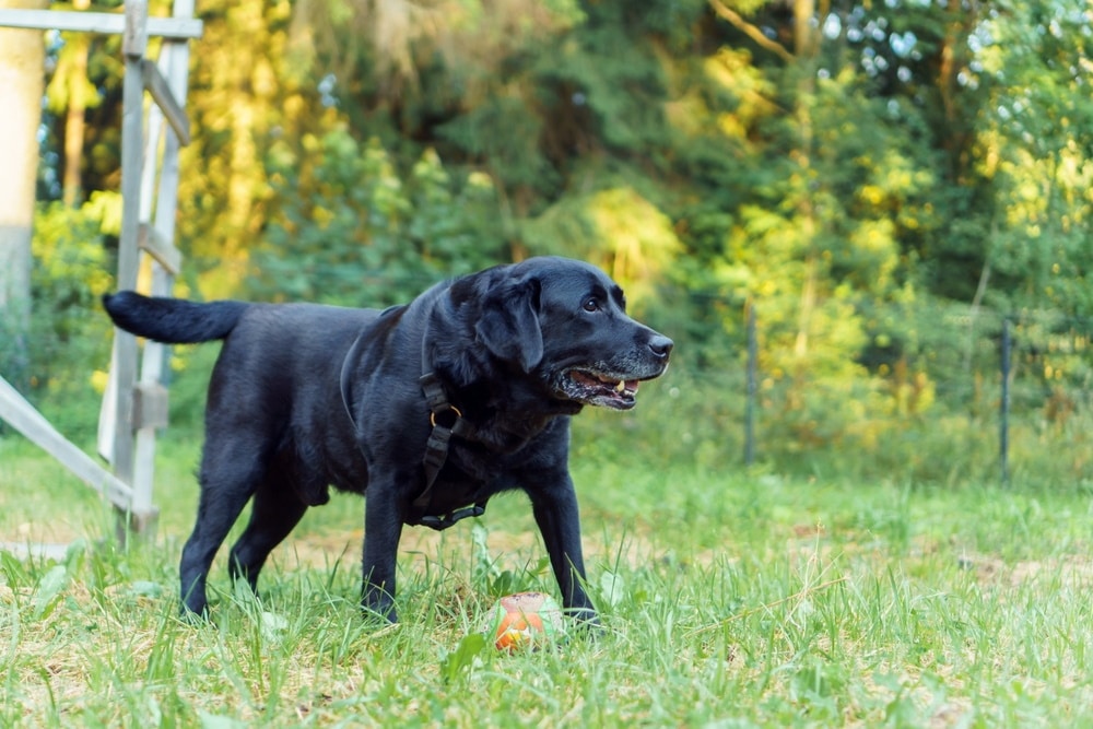 black labrador dog