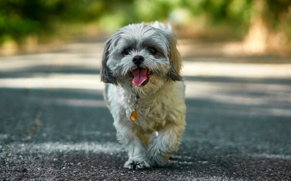 shih tzu dog running outdoors with tongue out