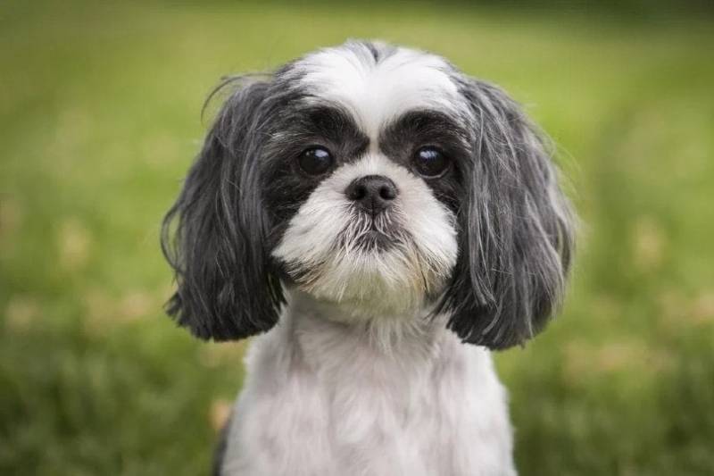 shih tzu face