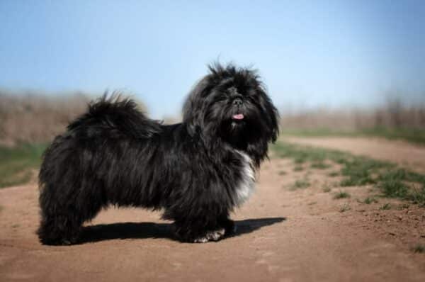shih tzu puppy black color walk in nature