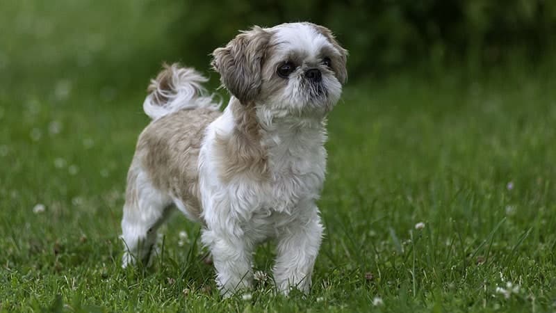 white and brown Shih tzu standing on the grass