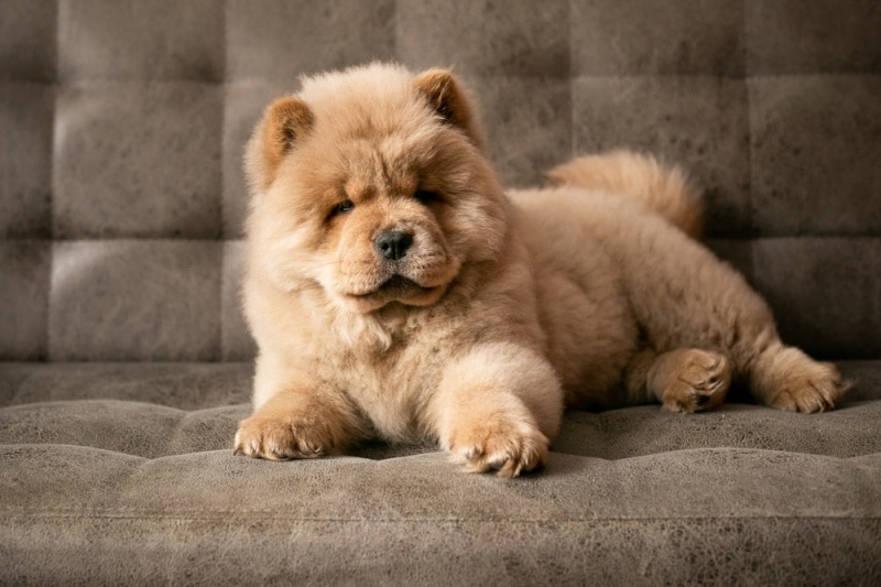 chow chow puppy on couch