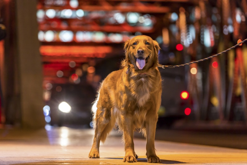 dog walking at night with owner