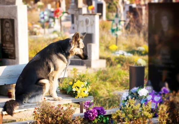 dog sitting near grave
