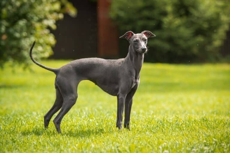 Greyhound Dog Breed Info, Pictures, Traits & Care Dogster