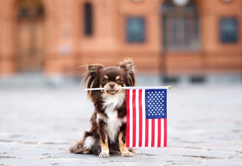 long haired chihuahua holding american flag in city