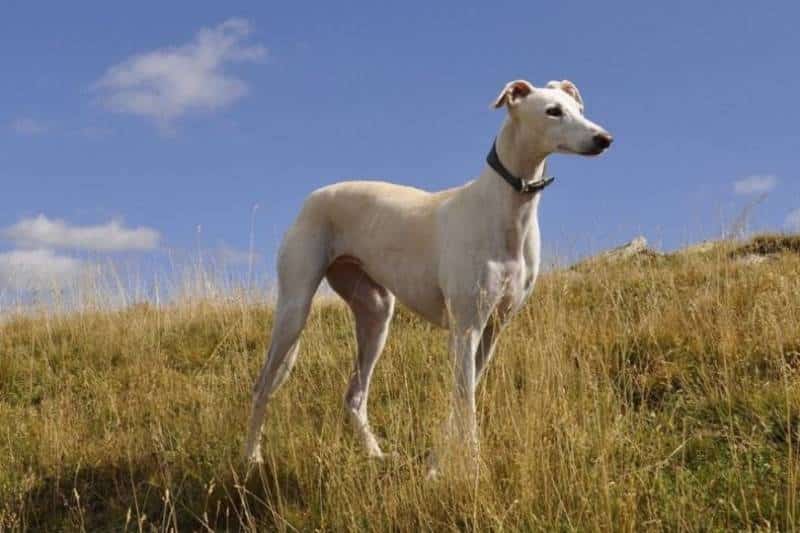 greyhound standing on grass