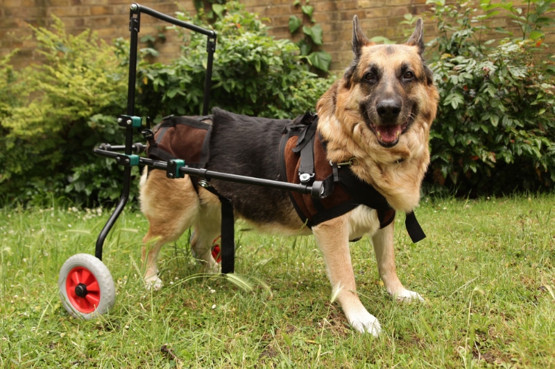 German Shepherd dog suffering with arthritis moving about with aid of wheels_Foonia_Shutterstock