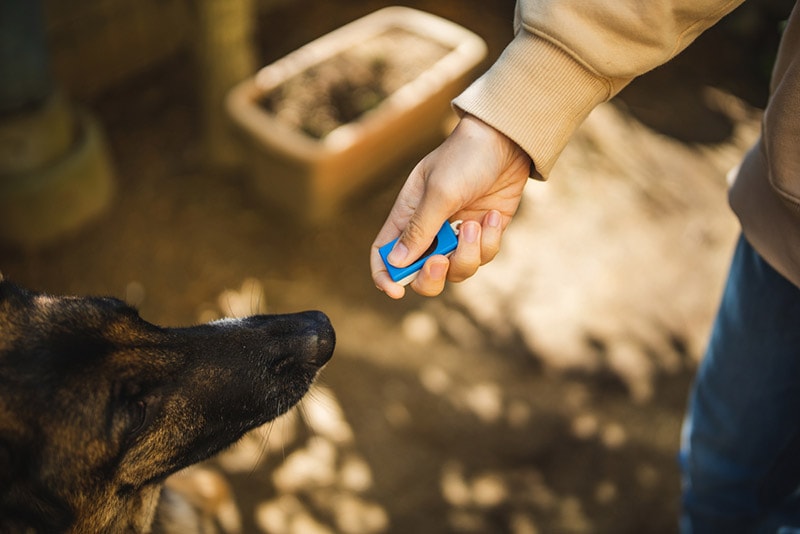 clicker training a german shepherd dog