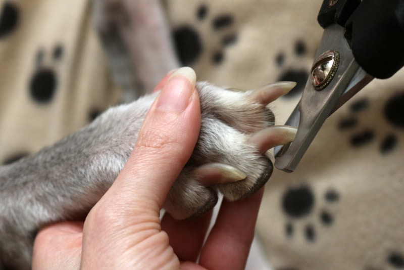 clipping dog's nails