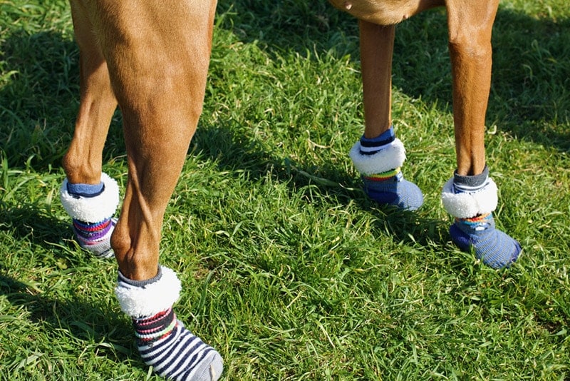 dog wearing socks