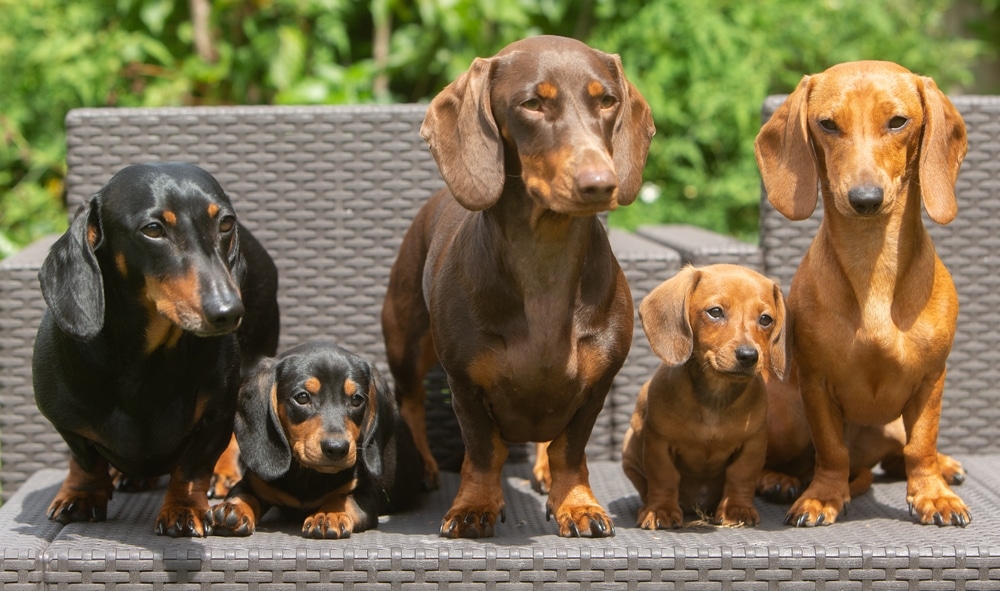 group of dachshund dogs