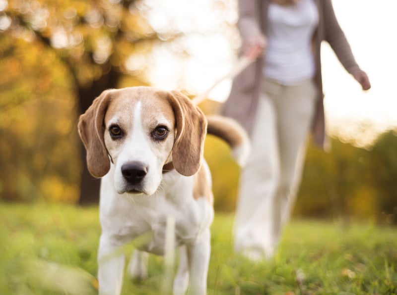 woman walking her beagle dog