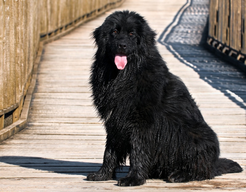 black newfoundland dog sitting on the bridge